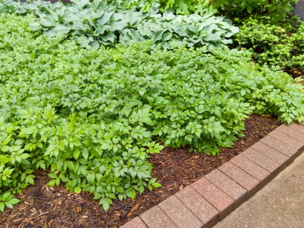 Cost of Brick Hardscaping in Camarillo